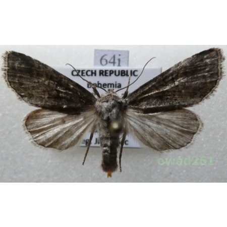 Brachylomia viminalis (Fabricius, 1776) Czech64i